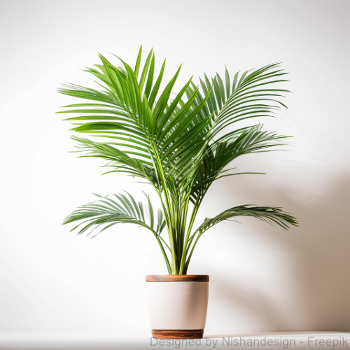 Eine Palme in einem weißen Blumenkübel