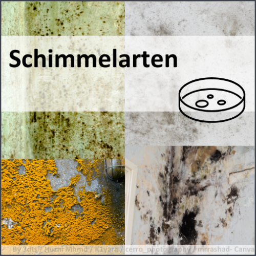 Kategorie: Schimmelarten