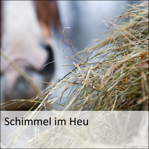 Schimmel im Heu