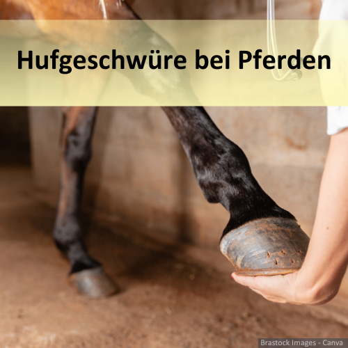 Ein Pferd mit Hufgeschwür wird untersucht.