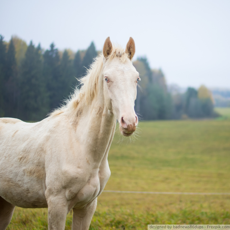Ein weißes Pferd der Rasse Cremello auf einer Wiese.