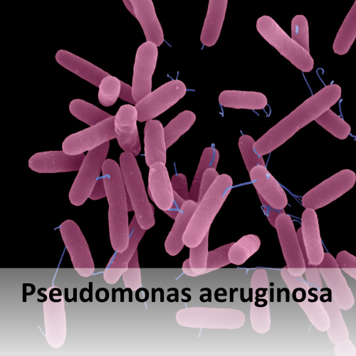 Link zu Pseudomonas aeruginosa in der Zahnarztpraxis. 