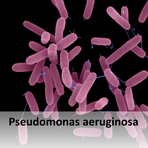 Link zu Pseudomonas aeruginosa in der Zahnarztpraxis.