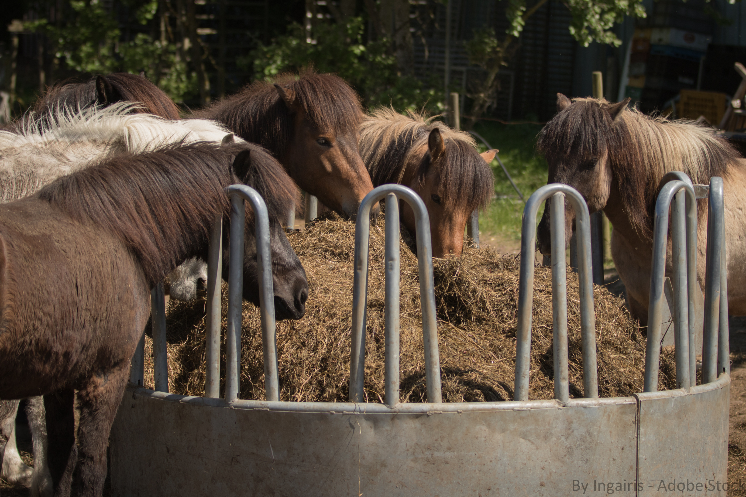 Eine Gruppe Isländerpferde steht fressend um eine Raufe mit Silage. Man erkennt sie an der dunklen Farbe und dem hohen Feuchtigkeitsgehalt sowie der Komprimierung - die Silage, nicht die Pferde.