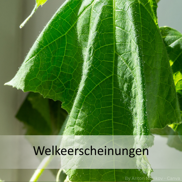 Nahaufnahme eines grünen Blatts mit sichtbaren Blattadern und dem Text 'Welkeerscheinungen' am unteren Bildrand.