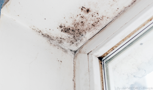 Schimmel in der Ecke einer Außenwand über einem Fenster.