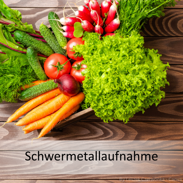 Verschiedene frische Gemüsesorten liegen auf einem Holztisch, darunter der Schriftzug 'Schwermetallaufnahme'.