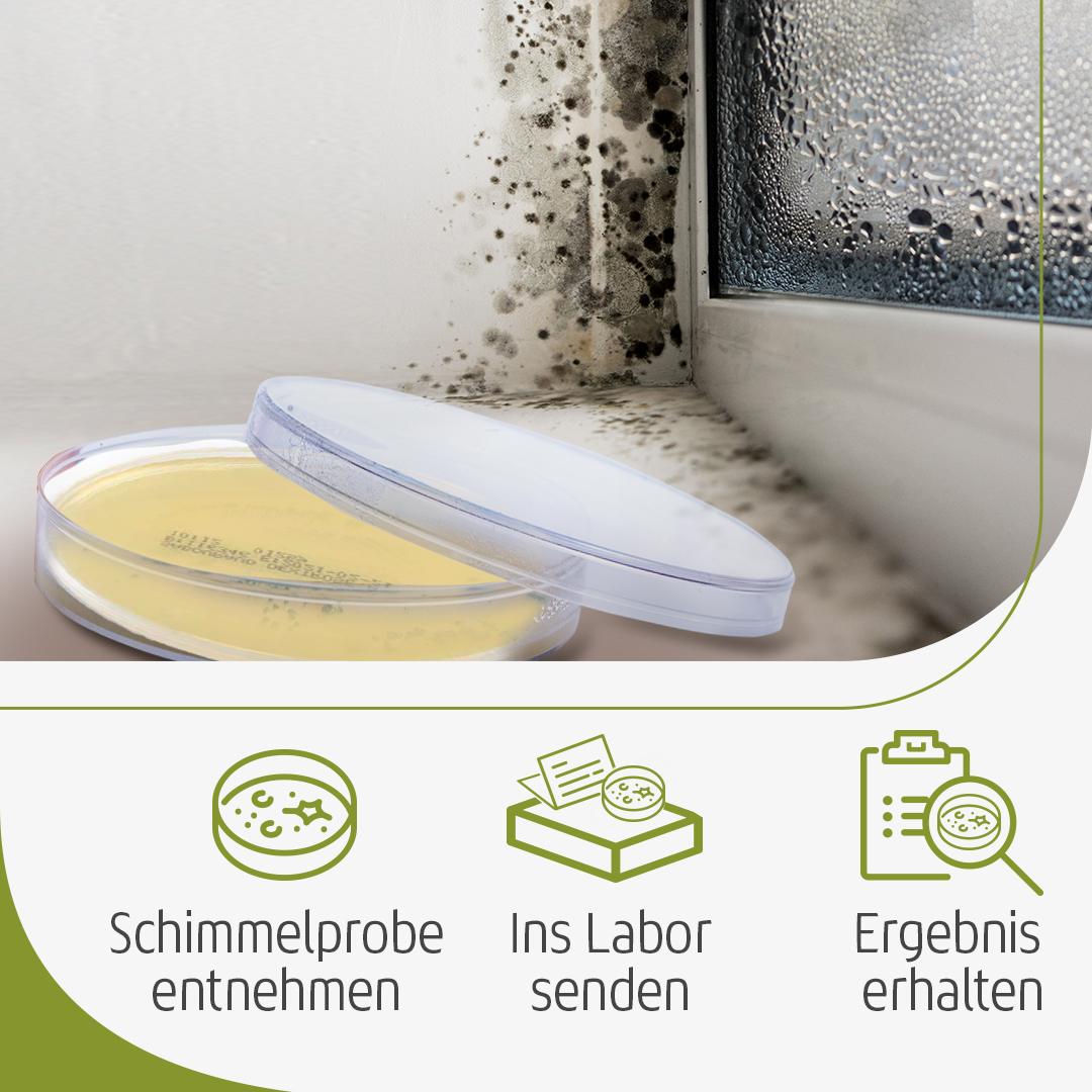 In einfachen Schritten zur Schimmelanalyse Raumluft