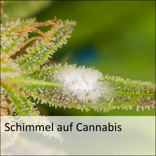 Schimmel auf Cannabis