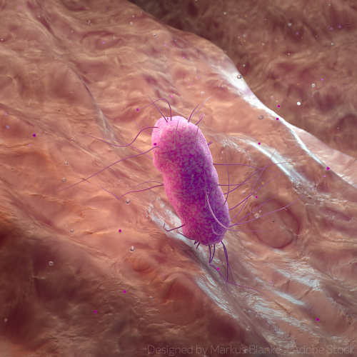 3D-Illustration des multiresistenten Bakteriums Pseudomonas aeruginosa.