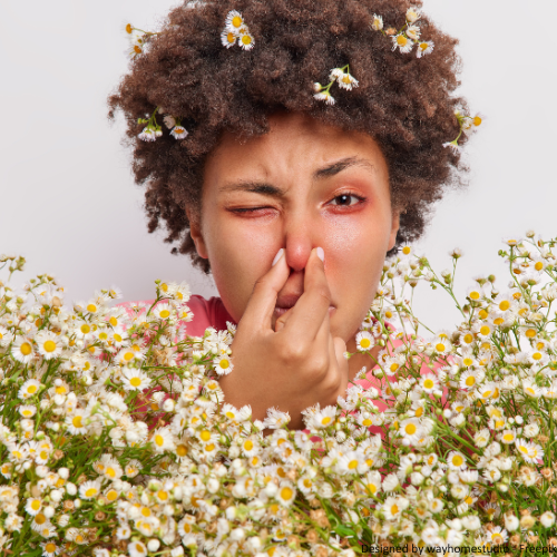 Eine Frau sitzt ist umringt von Gänseblümchen und hält sich die Nase zu. Ihre Augen sind von einer allergischen Reaktion gerötet. 