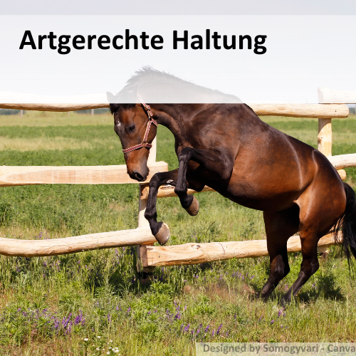 Artgerechte Pferdehaltung