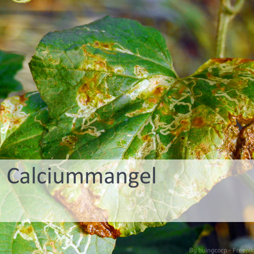 Calciummangel bei Pflanzen