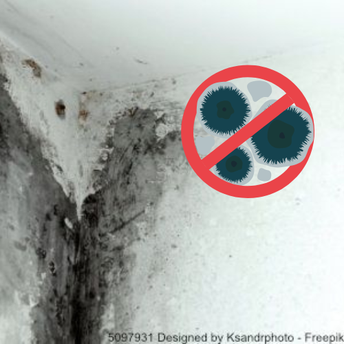 Ein Schimmelbefall in einer Ecke der Kellerdecke.