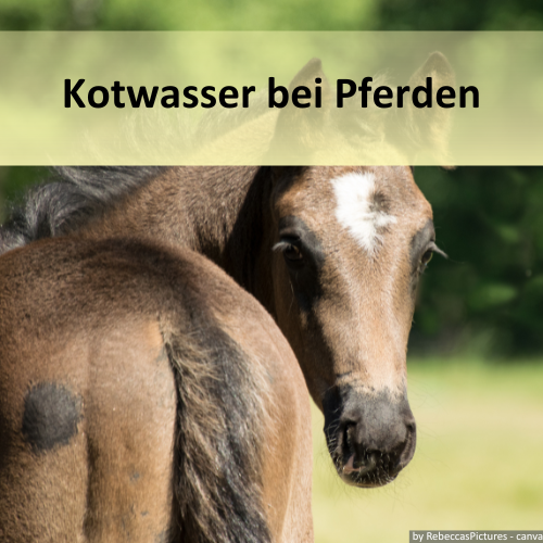 Pferd mit der Überschrift "Kotwasser bei Pferden"