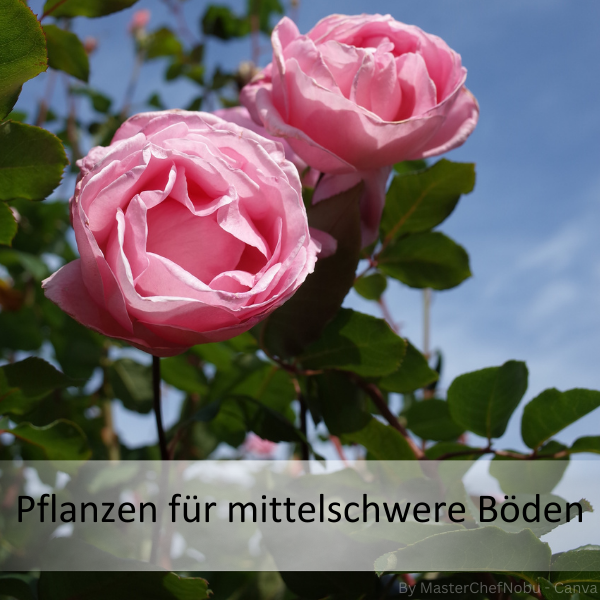 Zwei rosa Rosenblüten an einem Strauch vor blauem Himmel mit grünem Laub und dem Text 'Pflanzen für mittelschwere Böden'