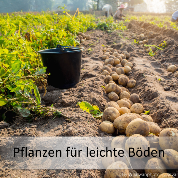 Reihe frisch geernteter Kartoffeln auf lockerem Ackerboden mit schwarzem Eimer und unscharfen Personen im Hintergrund