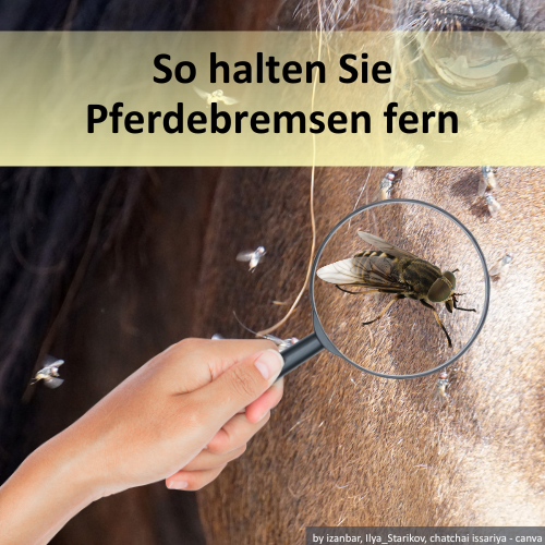 Pferdekopf mit einer Lupe und darunter eine Pferdebremse.