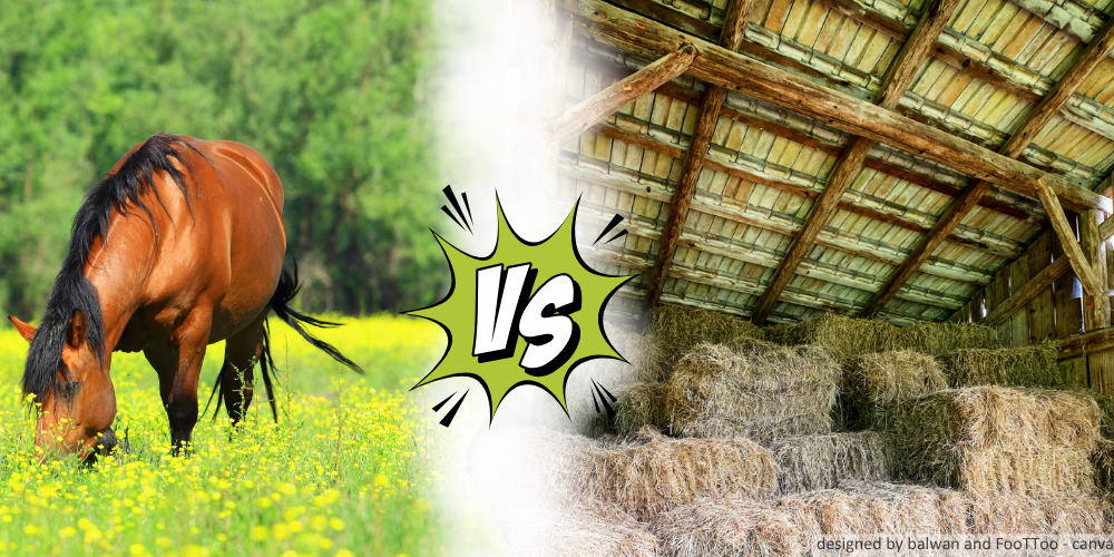 Gras vs. Heu - Was ist die bessere Fütterung bei Koliken?