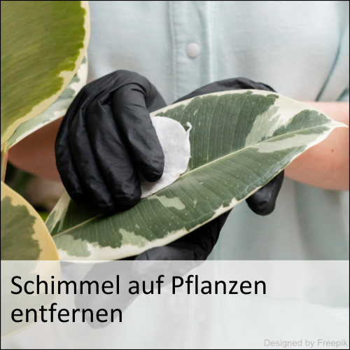 Schimmel auf Pflanzen entfernen