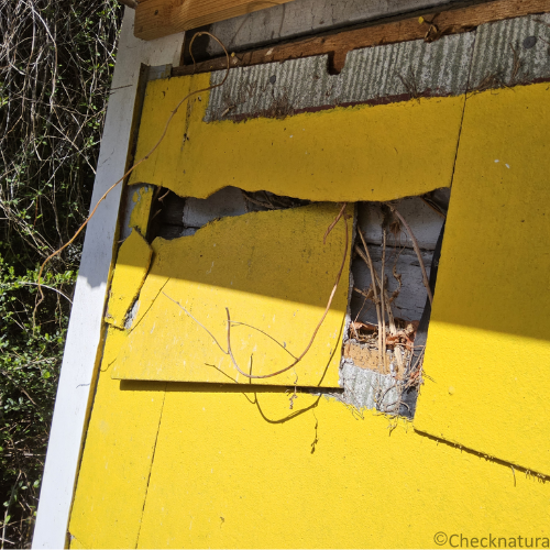 Asbesthaltige  Zementplatten an einer Hausfassade in gelb gestrichen.