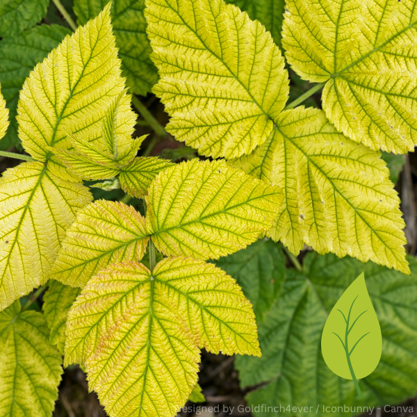 Blätter mit gelblicher Verfärbung und grünen Blattadern