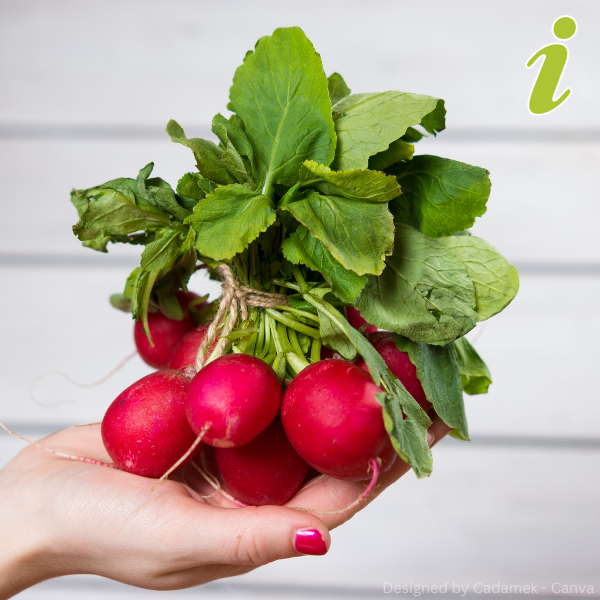 Hand hält ein Bündel frischer Radieschen mit grünen Blättern.