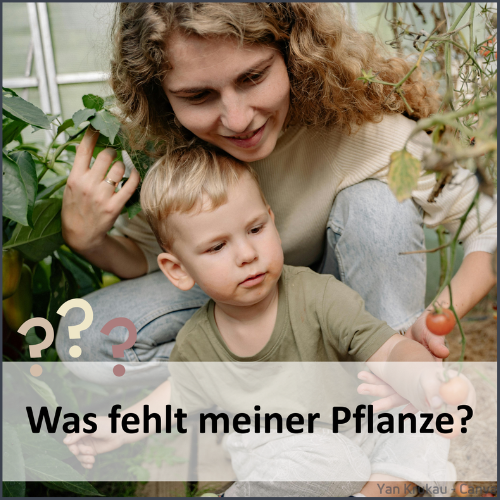 Was fehlt meinen Pflanzen? Jetzt herausfinden!