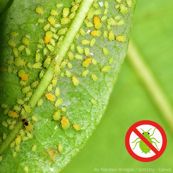 Nahaufnahme eines grünen Blattes mit zahlreichen Blattläusen und einem roten Verbotssymbol mit durchgestrichener Blattlaus im unteren rechten Bildbereich