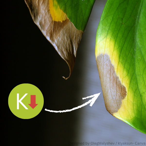 Nahaufnahme von zwei grünen Blättern mit braunen und gelben Verfärbungen an den Rändern, die auf Kaliummangel hinweisen.