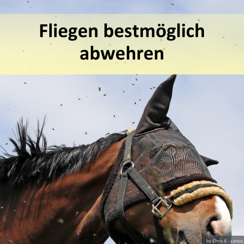 Ein Pferd mit Fliegenmaske und darüber die Überschrift "Fliegen bestmöglich abwehren"