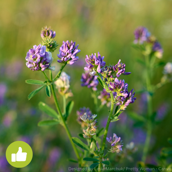 Nahaufnahme von violetten Blüten der Luzerne mit grünen Blättern.