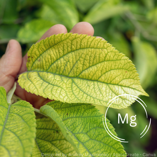 Hand hält gelblich verfärbtes Blatt mit grünen Blattadern
