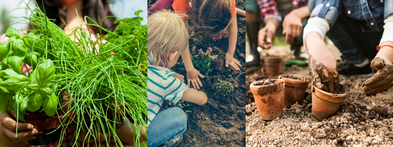 Man sieht eine Erzieherin mit Kräutern in Händen, kleine Kinder, die etwas einpflanzen und Hände von Kindern, die im Beet matschen. 