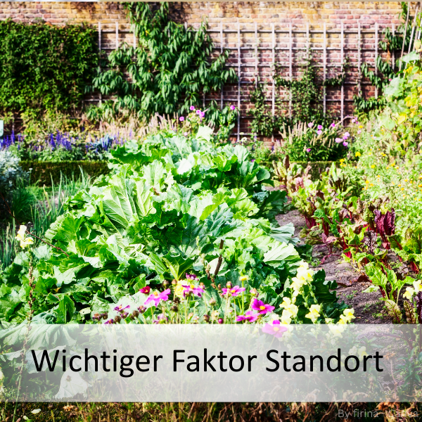 Gartenbeet mit verschiedenen Gemüsepflanzen und Blumen vor einer Mauer mit Rankgittern und dem Text 'Wichtiger Faktor Standort'