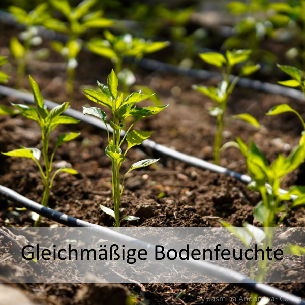 Junge grüne Pflanzen in gleichmäßig feuchtem Boden mit Tropfbewässerungsschläuchen dazwischen.
