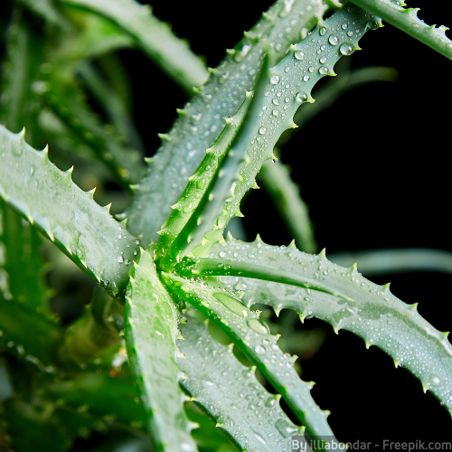 Eine Aloe vera-Pflanze gegen Schimmel.