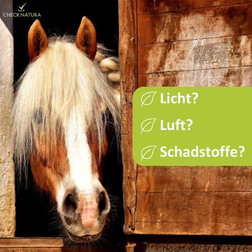 Ein Pferd streckt seinen Kopf aus der Box heraus. Daneben steht "Licht? Luft? Schadstoffe?"