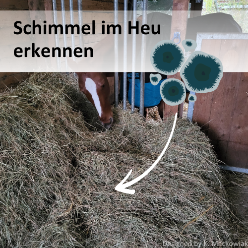 Schimmel im Heu erkennen und vermeiden