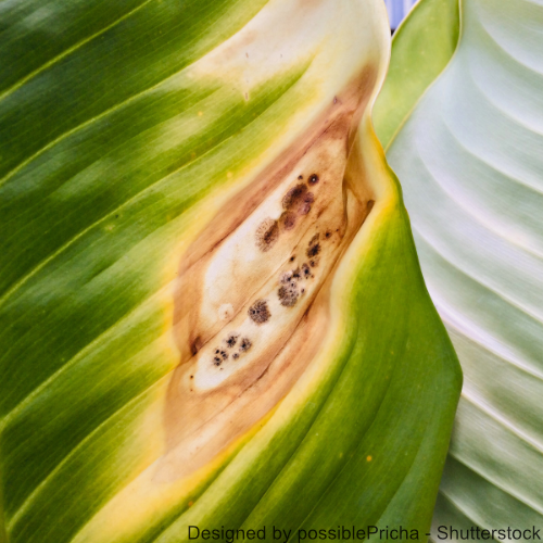 Ein Blatt ist mit der Schimmelart "coletotrichum-gloeosporiodes" befallen.