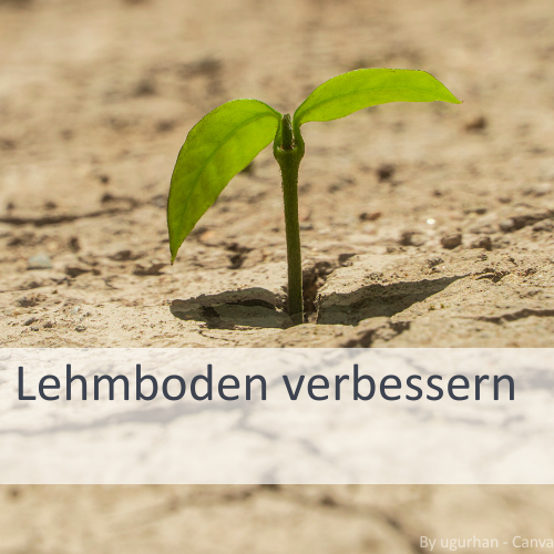 Lehmboden-verbessern