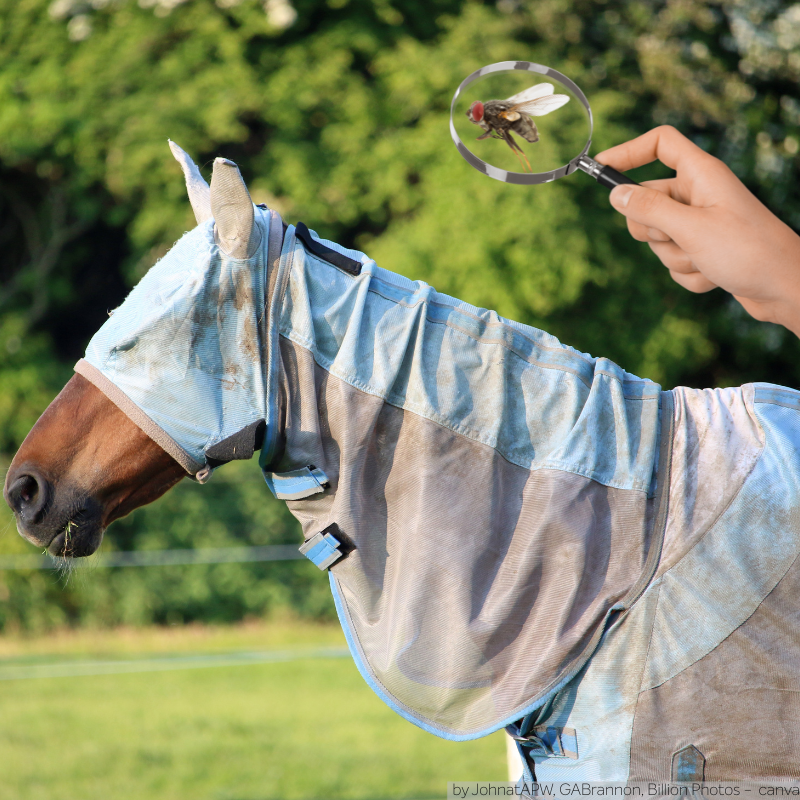 Ein Pferd mit Fliegendecke und Maske. Darüber mit einem Vergrößerungsglas die Detailaufnahme einer Fliege.