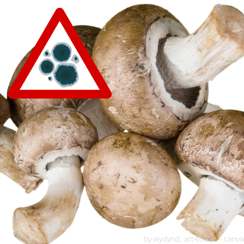 Schimmel auf Champignons
