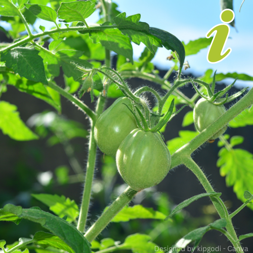 Tomatenpflanze mit grünen Früchten im Sonnenlicht