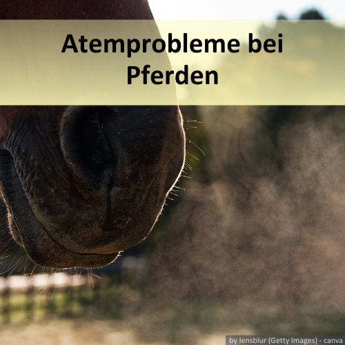 Ein Pferd mit Atemproblemen in der Nahaufnahme