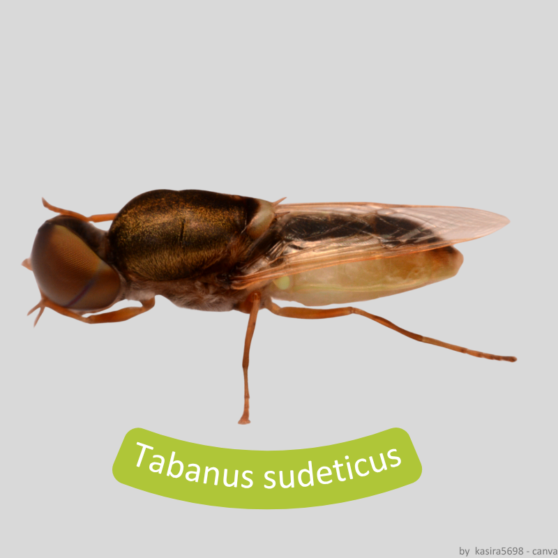 Pferdebremse Tabanus Sudeticus.