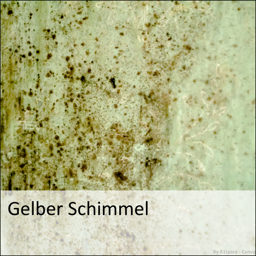 Gelber Schimmel