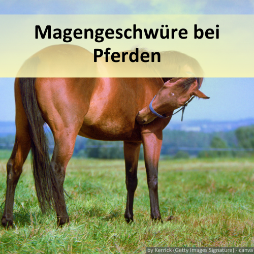 Ein Pferd auf der Weide mit Magengeschwüren