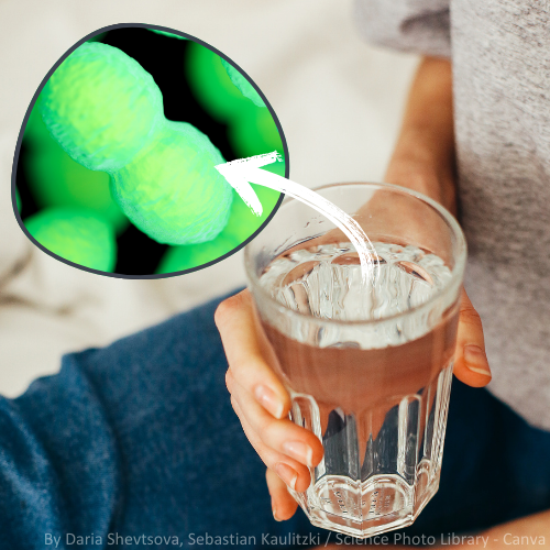 Eine sitzende Frau hält ein Wasserglas. Daneben eine Abbildung eines Enterokokken-Bakteriums