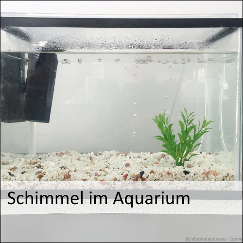 Schimmel im Aquarium